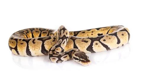 Ball python in studio Stock-Fotos