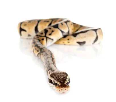 Ball python in studio Photos