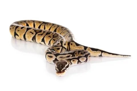 Ball python in studio Stock-Fotos