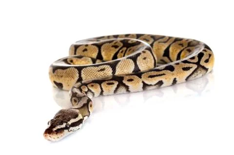 Ball python in studio 写真素材