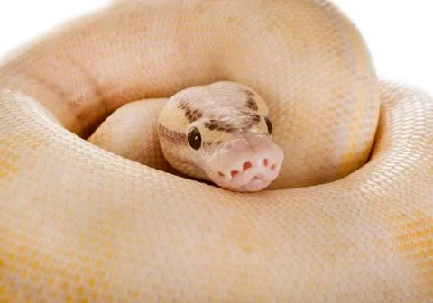 Ball python in studio Stock-Fotos