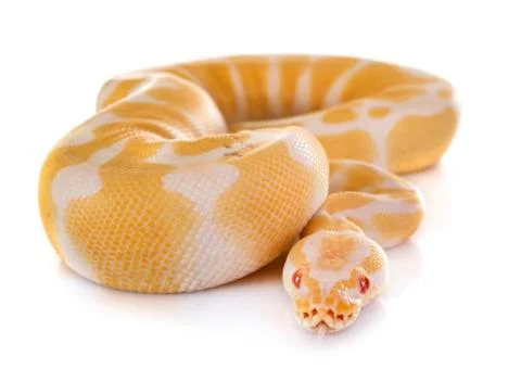 Ball python in studio Stock Photos
