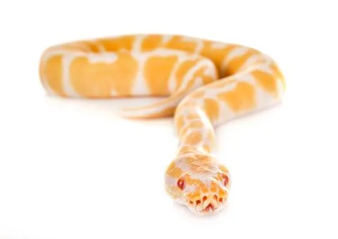 Ball python in studio Stock-Fotos