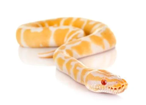 Ball python in studio Stock-Fotos