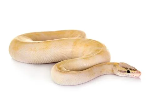 Ball python in studio Stock-Fotos