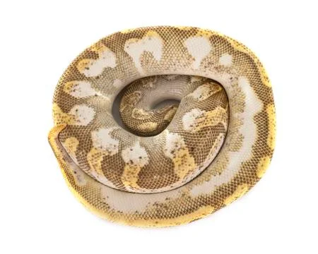 Ball python in studio 写真素材