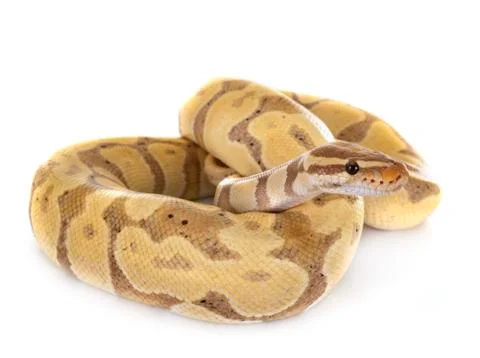 Ball python in studio Foto stock