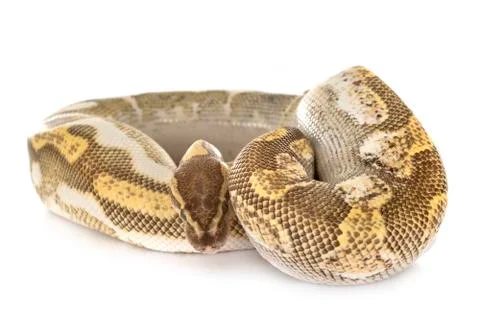 Ball python in studio Photos