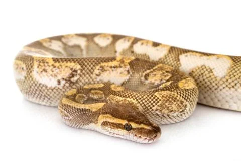 Ball python in studio Stock-Fotos