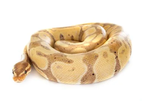 Ball python in studio Stock-Fotos