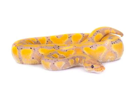Ball python in studio Stock Photos