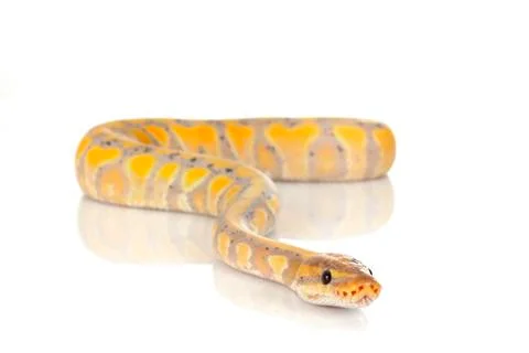 Ball python in studio Foto stock