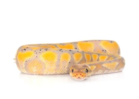 Ball python in studio Stock-Fotos