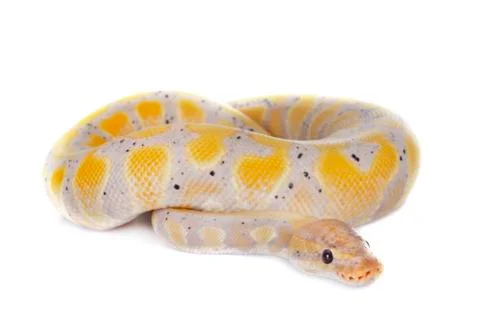 Ball python in studio Stock Photos