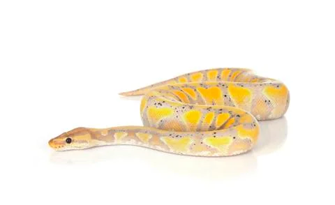 Ball python in studio Stock-Fotos
