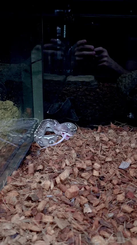 Ball python super mystic finishing eating a rat vertical. 스톡 동영상 321219548