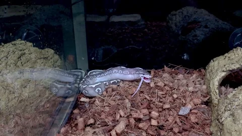 Ball python super mystic finishing eating a rat. Stock Footage 321219552
