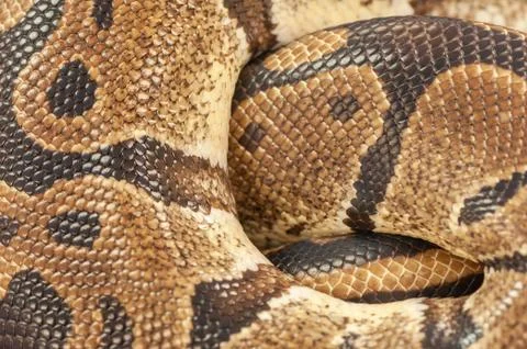 Ball Python Texture 写真素材