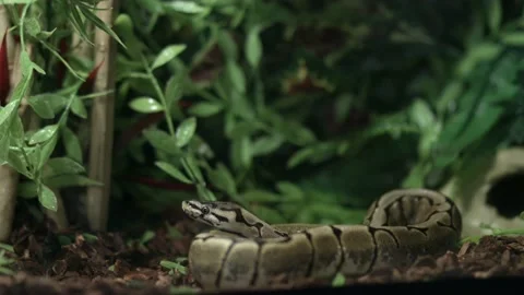 Ball Python With Tongue Sticking Out - close up Stock Footage 159207438
