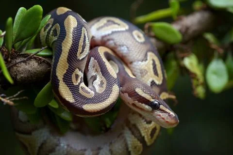 Ball python on a tree Ball python on a tree Copyright: xZoonar.com/DSlight... Stock-Fotos