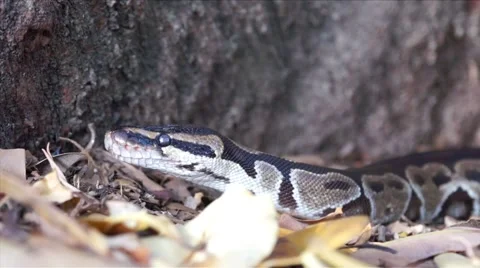 Ball Python by the Tree HD Video stock 5609843