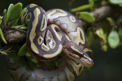 Ball python on a tree Stock-Fotos