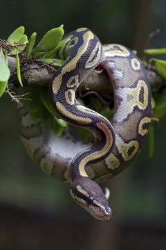 Ball python on a tree Stock-Fotos