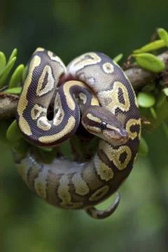 Ball python on a tree Stock-Fotos