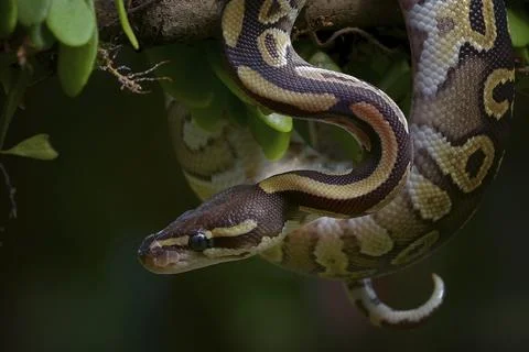 Ball python on a tree Stock-Fotos