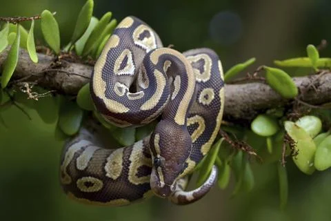 Ball python on a tree Stock-Fotos