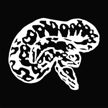 Ball-python-vector Stock Illustration