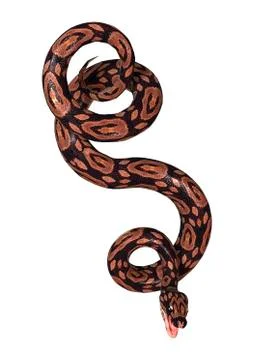 Ball Python on White Stock-Illustration