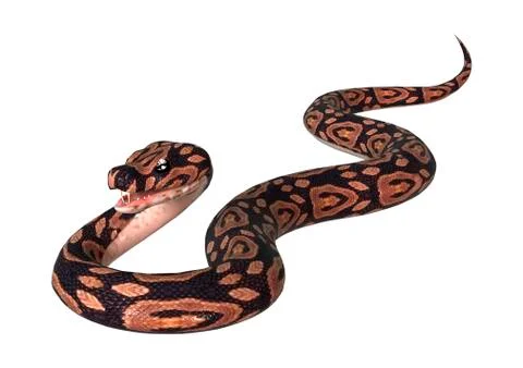 Ball Python on White Stock-Illustration