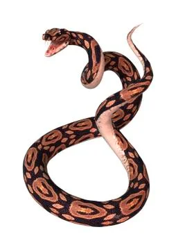 Ball Python on White Stock Illustration
