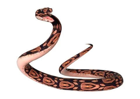 Ball Python on White Stock-Illustration
