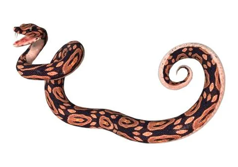Ball Python on White Stock-Illustration