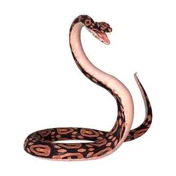 Ball Python on White Stock Illustration