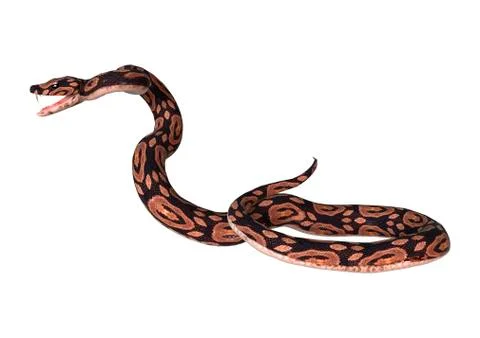 Ball Python on White Stock-Illustration