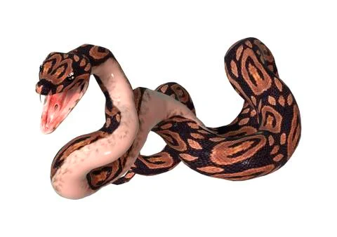 Ball Python on White Stock Illustration