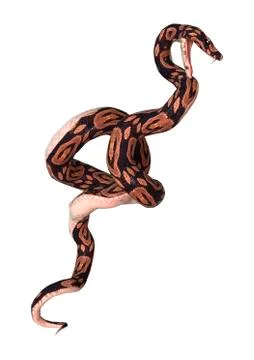 Ball Python on White Stock-Illustration