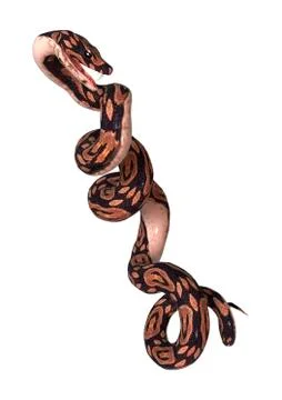 Ball Python on White Stock Illustration