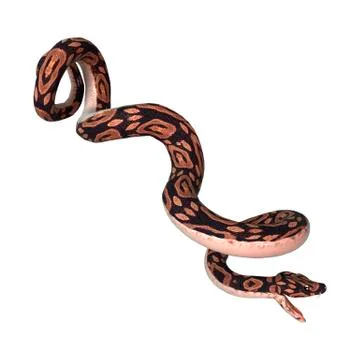 Ball Python on White Stock Illustration