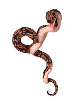 Ball Python on White Stock-Illustration