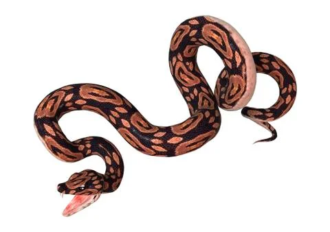 Ball Python on White Stock-Illustration