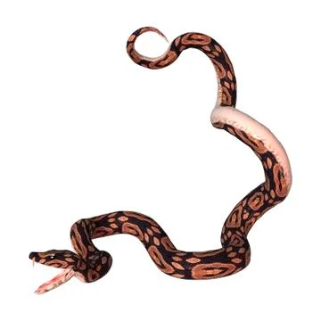 Ball Python on White Stock Illustration