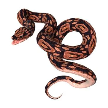 Ball Python on White Stock-Illustration