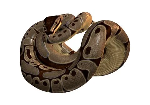 Ball Python on White Stock Illustration