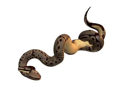 Ball Python on White Stock-Illustration