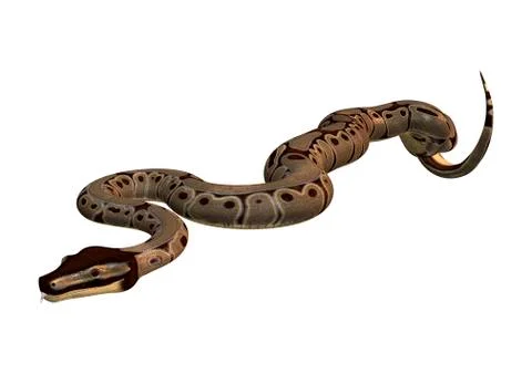 Ball Python on White Stock-Illustration