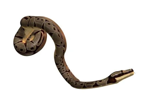 Ball Python on White Stock-Illustration
